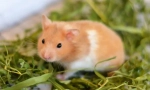 Câte hamster sirian trăiesc acasă și în natură